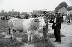 Magyarország, Zalaegerszeg, a Vásár tér marhavásár alkalmával., 1977, Jakab Antal, szarvasmarha, Fortepan #210725