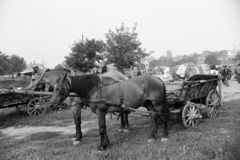 Magyarország, Zalaegerszeg, a Vásár tér marhavásár alkalmával., 1977, Jakab Antal, szekér, Fortepan #210730