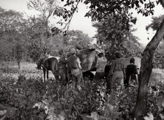 Magyarország, Kecskemét, szüret., 1959, Kieselbach Tamás, kézben tartani, dézsa, Fortepan #210854