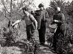 Magyarország, Kecskemét, szüret., 1959, Kieselbach Tamás, csíkos ruha, puttony, matróz, szőlő, vödör, Fortepan #210855