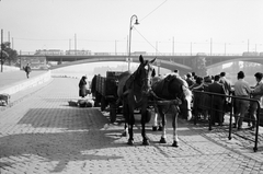 Hungary, Budapest II., budai alsó rakpart a Bem József téri hajóállomásnál, háttérben a Margit híd., 1961, ETH Zürich, Horse-drawn carriage, wharf, Budapest, Fortepan #211162