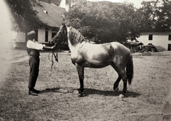 1925, Pádárné Németh Mária, ló, lovász, Fortepan #212214