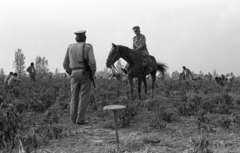 Magyarország, Harta, Miklapuszta, Állampusztai Célgazdaság / rabgazdaság., 1986, Urbán Tamás, börtönőr, mezőgazdaság, lovas, gépfegyver, fegyver, FÉG AMD 65, Fortepan #213490