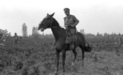 Magyarország, Harta, Miklapuszta, Állampusztai Célgazdaság / rabgazdaság., 1986, Urbán Tamás, Fortepan #213493