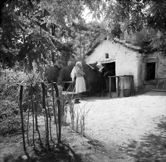 Moldova, Roșietici, 1959, Zaharia Cusnir, fejkendő, udvar, kert, Fortepan #213884