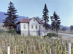 Hungary,Lake Balaton, Badacsonytördemic, Római út 93., 1971, FŐFOTÓ, vine, wine cellar, Fortepan #215321