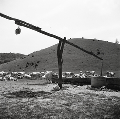 1958, Kotnyek Antal, well, cattle, shadoof, Fortepan #21700