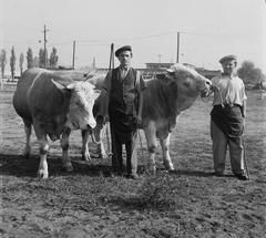 Magyarország, Budapest X., Mezőgazdasági Kiállítás az Albertirsai úti vásár területén., 1954, Kotnyek Antal, Ráth Károly, szarvasmarha, Budapest, Fortepan #21766