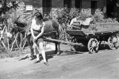 Magyarország, Mátraháza, a felvétel a Postás Üdülő előtt készült., 1952, BL, szamár, kordé, Fortepan #218309