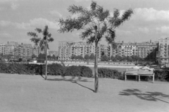 Magyarország, Margitsziget, Budapest, szemben a pesti oldalon az Újpesti rakpart, a Szent István park házai., 1953, BL, pad, lakóház, látkép, bérház, facsemete, Fortepan #218321