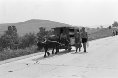 1960, Burszán Sándor, buffalo, Fortepan #218446