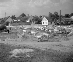 Magyarország, Tagyon, jobbra a Petőfi utcai híd a Cserkúti-patak felett, a túlparton balra a Kossuth utca., 1955, Kotnyek Antal, Ráth Károly, kút, szarvasmarha, itatás, Fortepan #21857