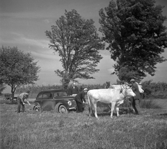 1958, Kotnyek Antal, accident, chariot, genre painting, Skoda-brand, cattle, automobile, Fortepan #21872