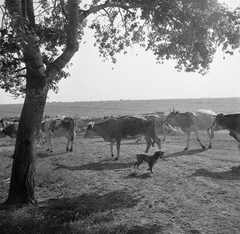 1958, Kotnyek Antal, dog, cattle, Fortepan #21875