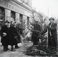 Magyarország, Budapest XII., Krisztina körút 7. (Csaba utca sarok) a Széll Kálmán (Moszkva) tér felé nézve., 1953, Kotnyek Antal, karácsony, cégtábla, karácsonyfa, utcakép, életkép, árus, mérőléc, Budapest, élelmiszerbolt, Közért Vállalat, képarány: négyzetes, Fortepan #21883