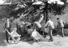 1961, Krantz Károly, wheelbarrow, Fortepan #219244