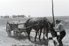 1959, Krantz Károly, szekér, gémeskút, itatás, Fortepan #219346