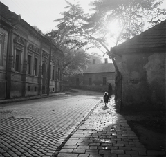 Magyarország, Miskolc, Toronyalja utca., 1955, Kotnyek Antal, utcakép, napsütés, keramit, Fortepan #21952