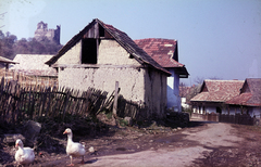 Magyarország, Hollókő, Petőfi Sándor utca, balra fent a Hollókői vár., 1980, Mezey András, parasztház, baromfi, várrom, lúd, színes, Fortepan #219865