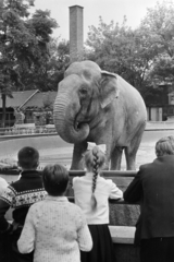 Hungary, Zoo, Budapest XIV., 1961, Mihály Tamás, elephant, braid, Budapest, Fortepan #219908