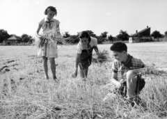 1953, Balla Zoltán, Tóth József, úttörő, aratás, marokszedő, Fortepan #220074