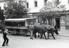 Románia,Erdély, Székelyudvarhely, Kossuth Lajos utca, borvízszállító kocsi az 2-es számú ház előtt., 1940, Kádár Attila, Szandtner Egon, bivaly, Fortepan #220468