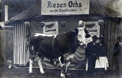 1907, Laborcz György, cattle, poster, exhibition, Fortepan #221191