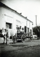 1940, Vincent Till Baumgartner, szarvasmarha, szekér, Fortepan #225293