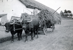 1935, Fóris Gábor / Vastagh Miklós hagyatéka, ökörfogat, bivaly, Fortepan #226324