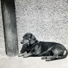 1938, Fóris Gábor / Vastagh Miklós hagyatéka, kutya, tacskó, portré, Fortepan #226444