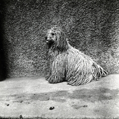 1936, Fóris Gábor / Vastagh Miklós hagyatéka, portrait, dog, Fortepan #226487