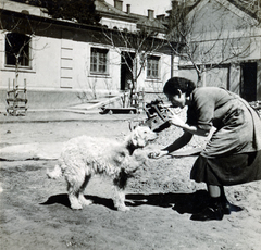 1937, Fóris Gábor / Vastagh Miklós hagyatéka, mutatvány, kutya, Fortepan #226504