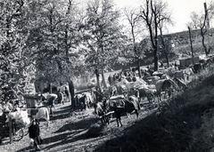 1954, Vízkelety László, vásár, lószerszám, lovaskocsi, teherhordás, Fortepan #227287