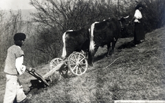 Romania, 1917, Vízkelety László, agriculture, folk costume, hackery, plow, peasant, wheel, attire, cattle, hillside, Fortepan #227509