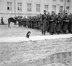 Ukraine, Chortkiv, (ekkor Czortkow), sorakozón a II. utászzászlóalj. "Bütyök igazodj!", 1941, Ungváry Krisztián, eastern front, dog, horse, second World War, soldier, line-up, Fortepan #22769