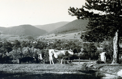 Hungary, Pilisszentlászló, a falu látképe dél felől., 1938, Flanek-Falvay-Kováts, Fortepan #228507