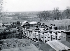 1936, Schaffer Anikó, apiary, Fortepan #229899