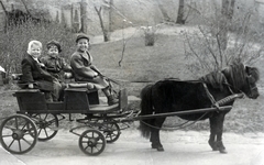 Hungary, Zoo, Budapest XIV., pónifogat., 1948, Vajda Vera, pony, kid, Horse-drawn carriage, Budapest, Fortepan #230005