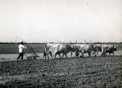 1958, Kőszeghy Anna, Záborszky Endre, mezőgazdaság, szürkemarha, ostor, eke, ökörfogat, talajművelés, Fortepan #230020