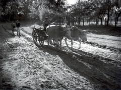 1940, Bor Dezső, szekér, ökörfogat, Fortepan #231526