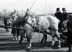 Magyarország, Budapest IX., Haller téri lóvásár a Mester utca - Vágóhíd utca környéki területen., 1940, Bor Dezső, lószerszám, Budapest, Fortepan #231600