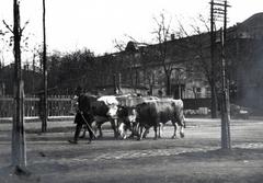 1933, Bor Dezső, cattle, Fortepan #231942