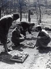 1932, Bor Dezső, gardening, cactus, Fortepan #232072