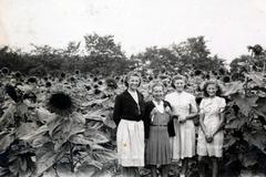 1938, Aczél Frigyes, sunflower, Fortepan #232700