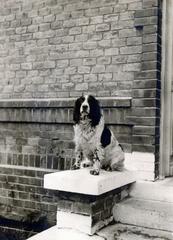 1940, Tordai György, dog, Fortepan #232917