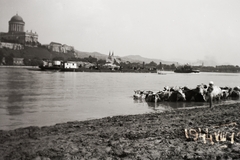 Hungary, Esztergom, látkép Párkány felől., 1944, Fortepan/Album002, ship, barge, cattle, picture, Fortepan #23307