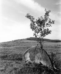 1974, Ódon Antikvárium, Kútvölgyi Mihály, Fortepan #237602