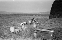 1958, Hegedűs Judit, apiary, Fortepan #23956