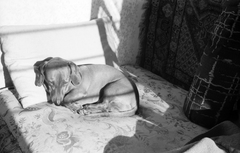 Hungary, Budapest II., Budakeszi út 47/c, a felvétel Cserépfalvi Imre könyvkiadó otthonában készült., 1960, Hegedűs Judit, dog, shadow, Dachshund, Budapest, Fortepan #23957