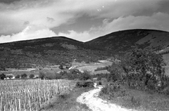 Hungary, Tokaj, Kopasz-hegy., 1958, Hegedűs Judit, picture, mountain, Fortepan #23975